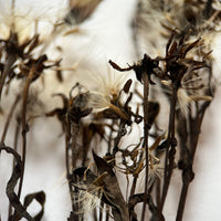 Sea Aster in seed