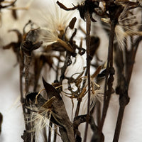 Sea Aster in seed