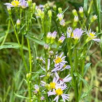A Saltmarsh Collaboration
