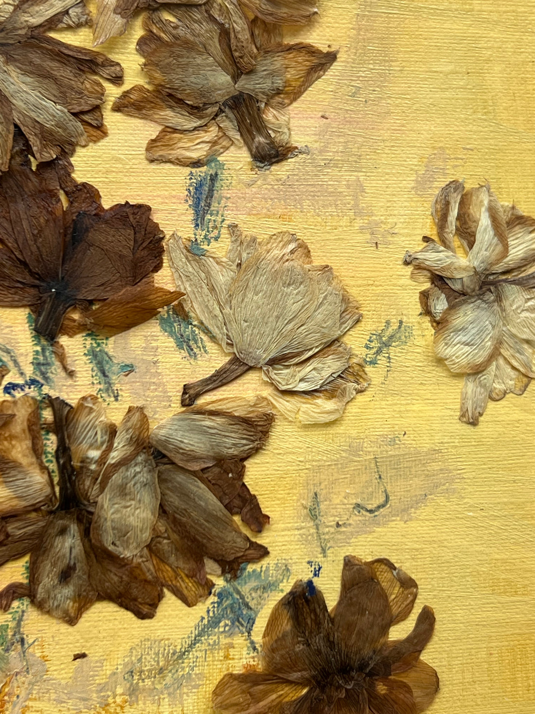 Dried Daffodils
