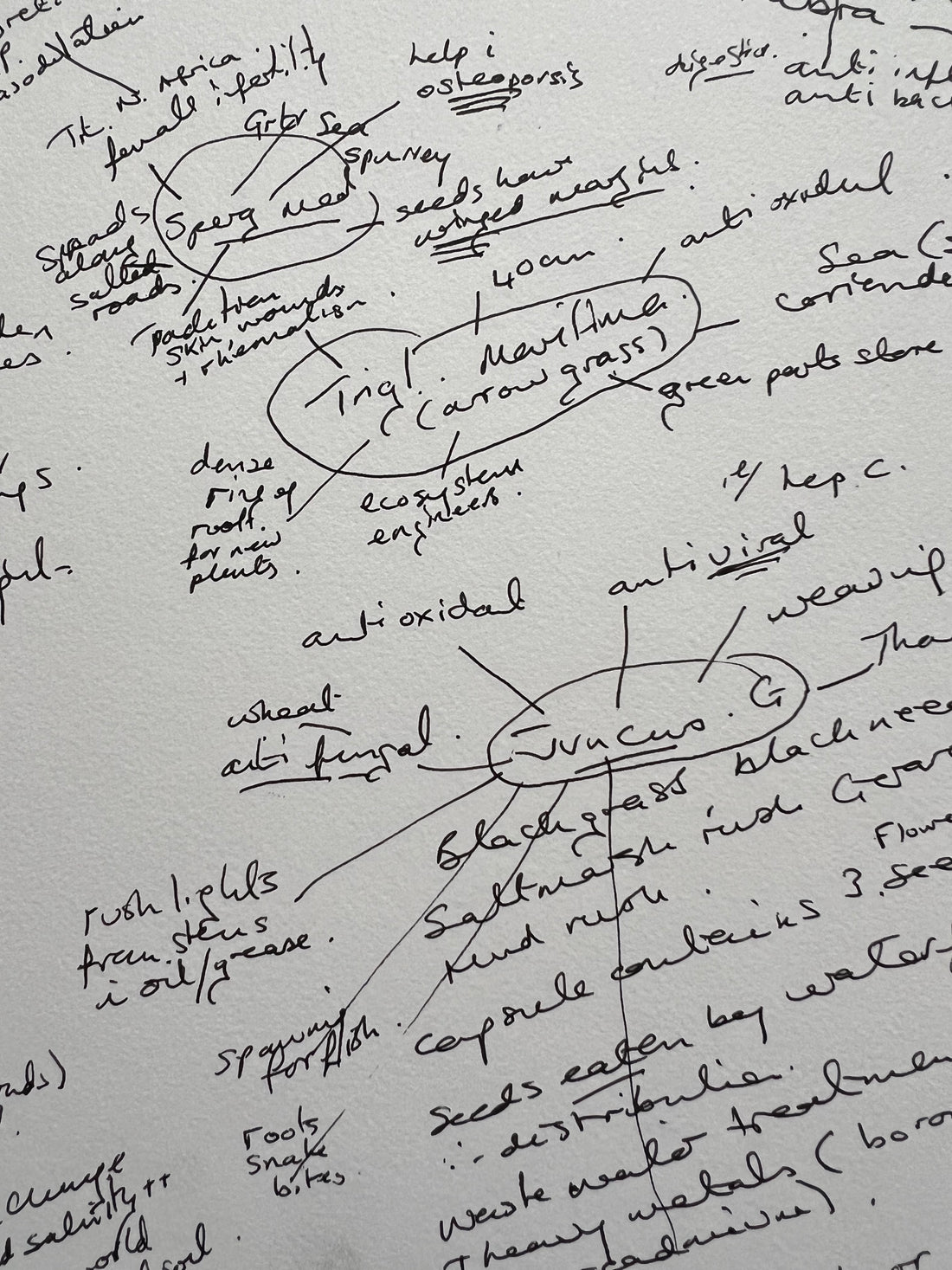 A Saltmarsh Collaboration