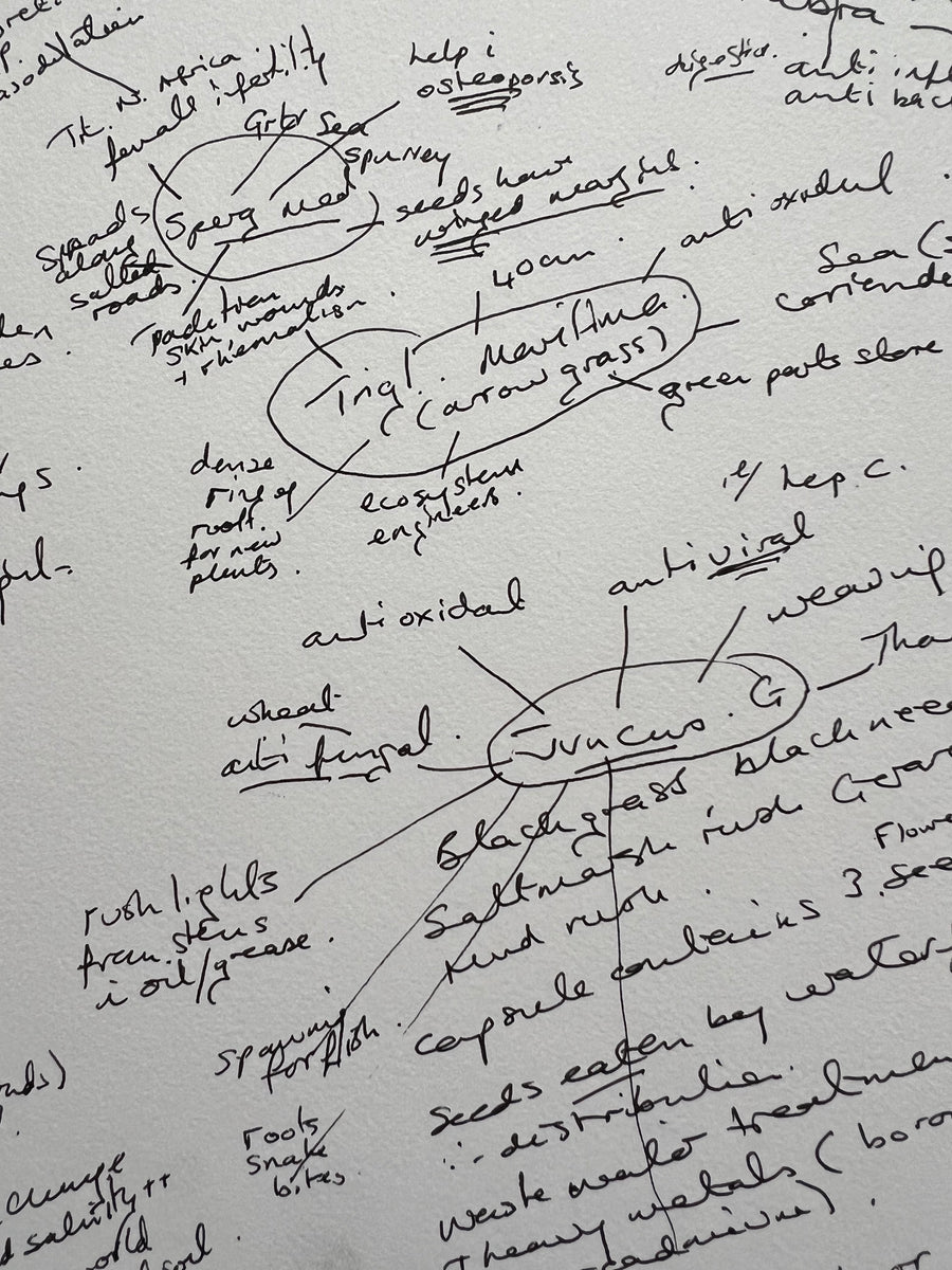 A Saltmarsh Collaboration