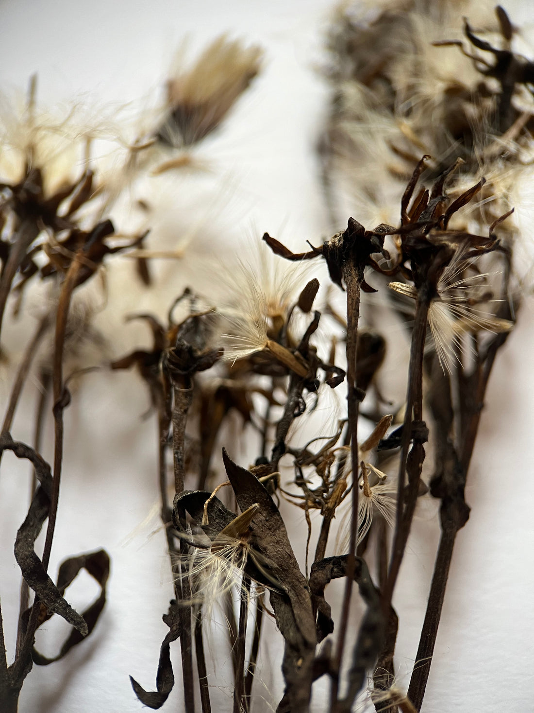 Sea Aster in seed
