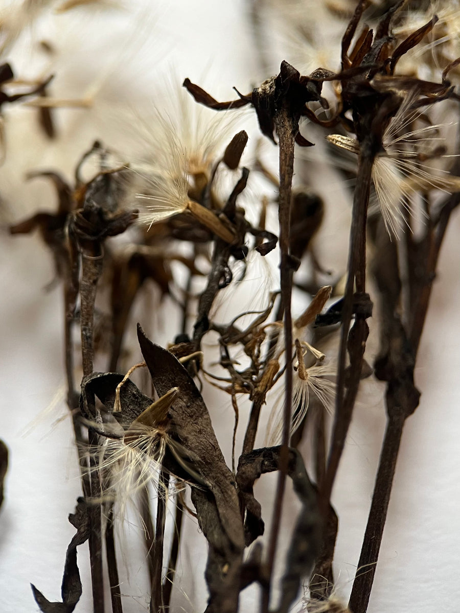 Sea Aster in seed