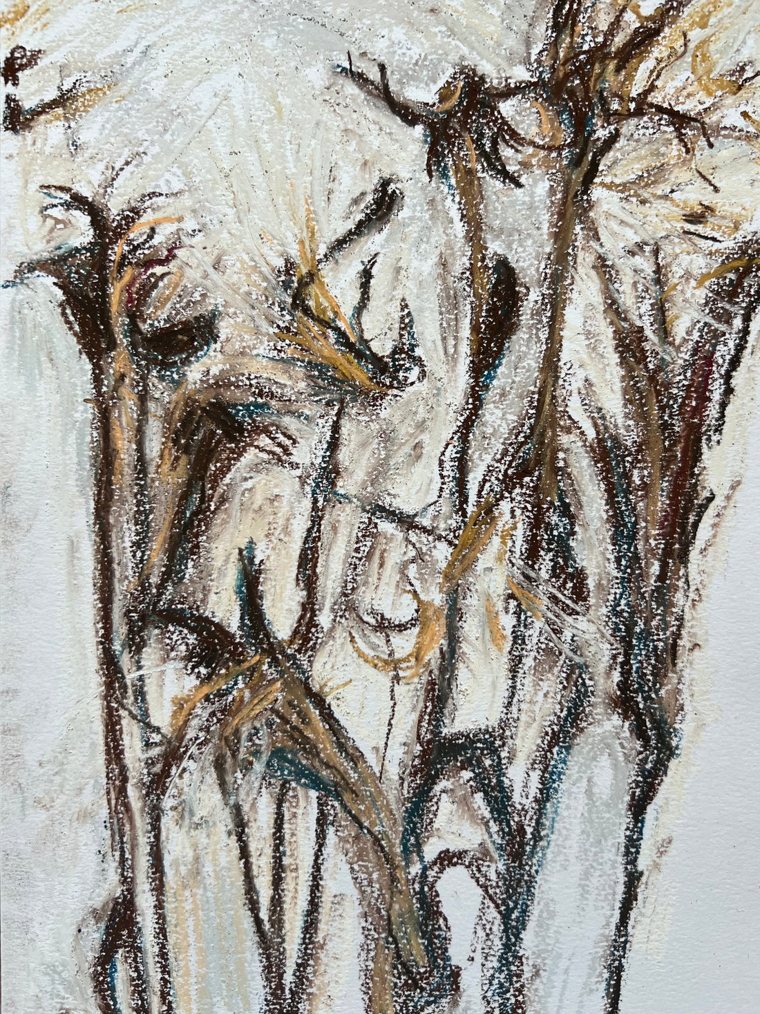 Sea Aster in seed
