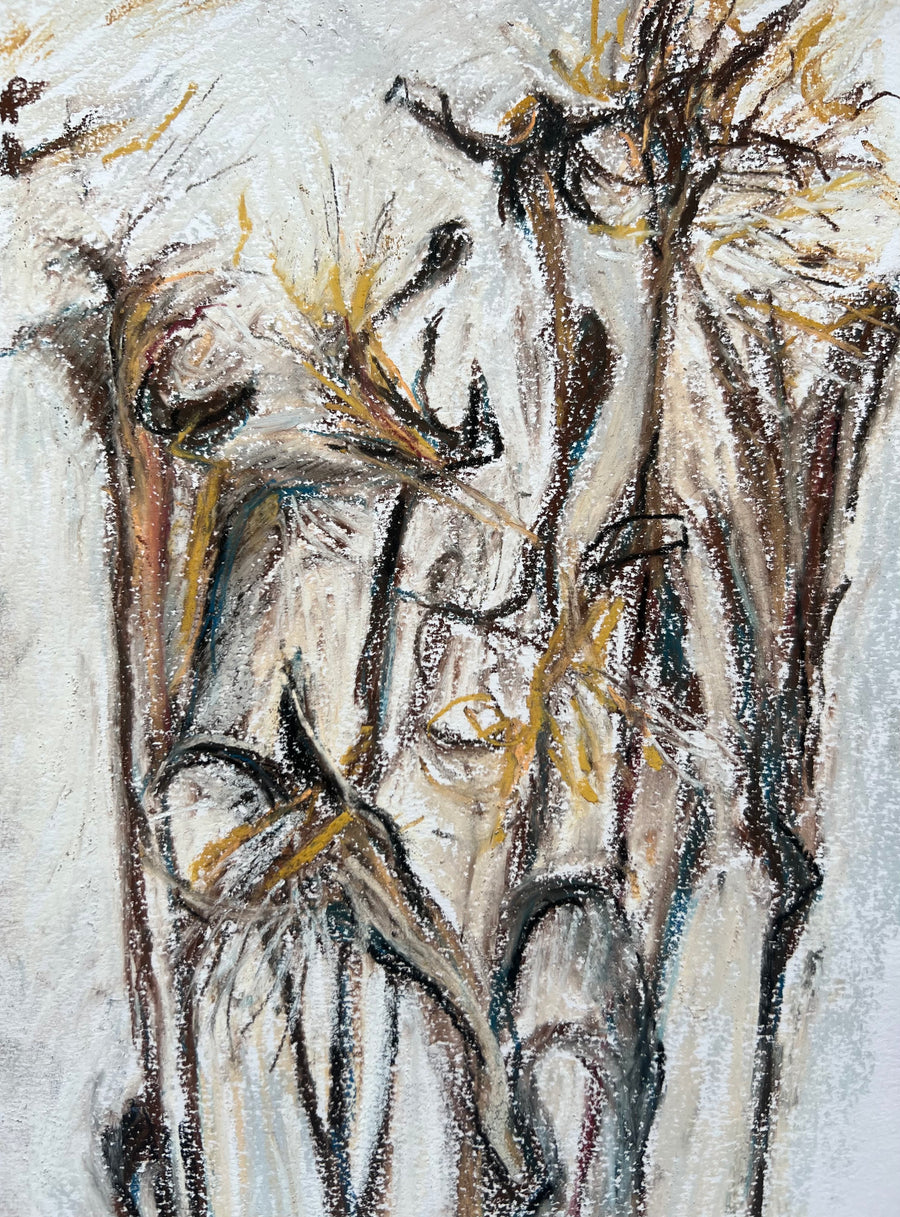 Sea Aster in seed