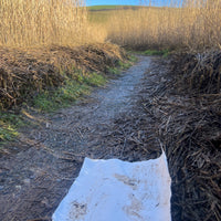 A Saltmarsh Collaboration