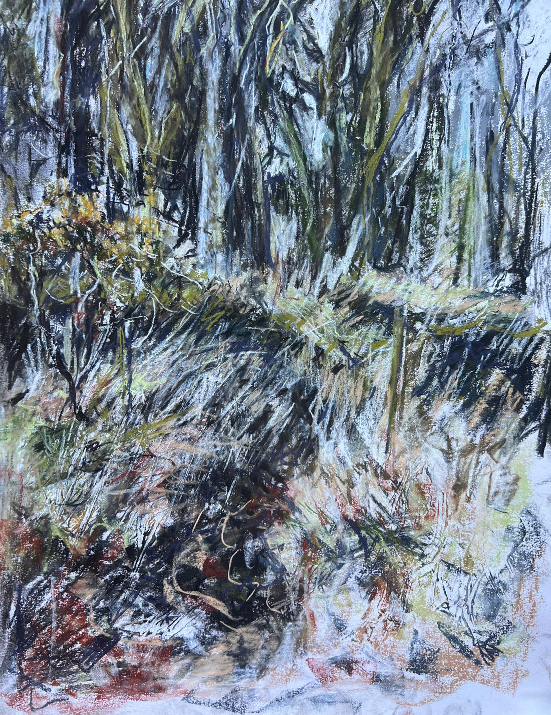 Primavera, Dartmoor.