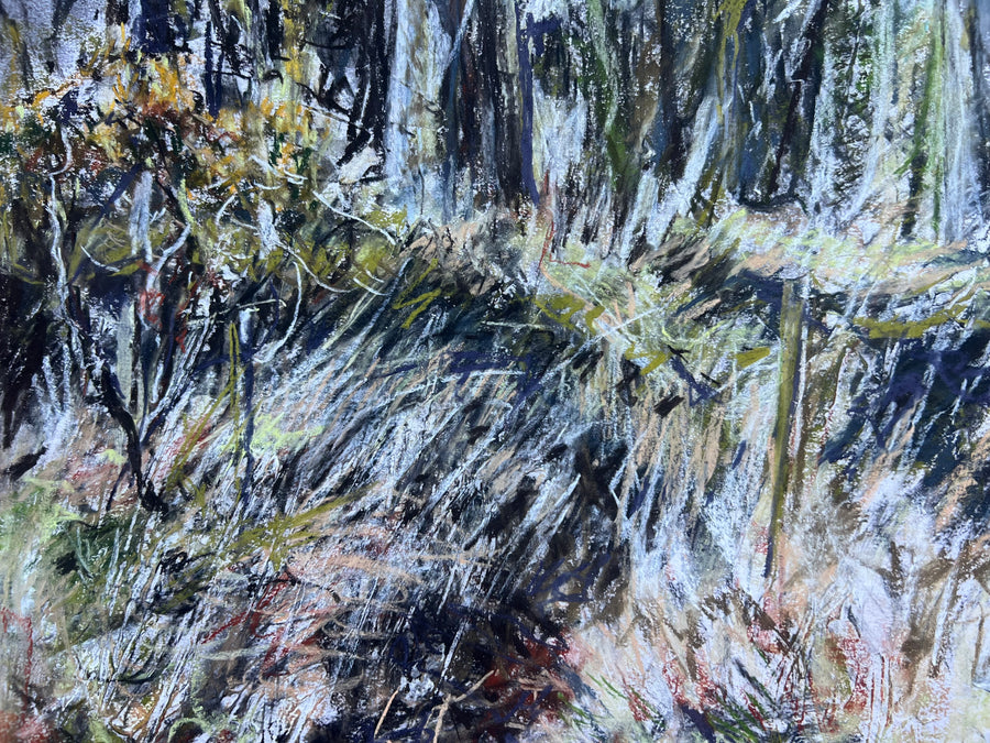 Primavera, Dartmoor.