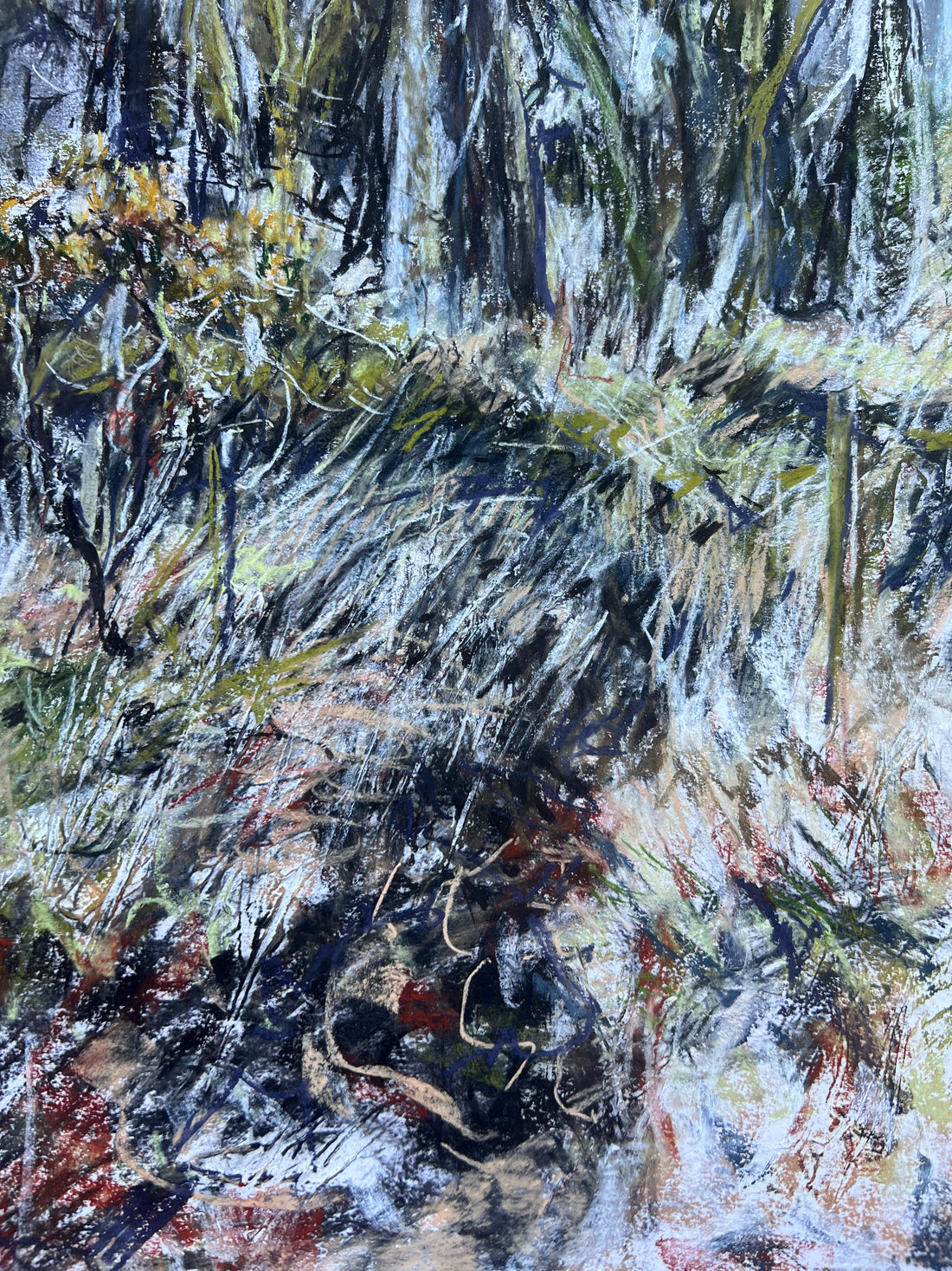 Primavera, Dartmoor.