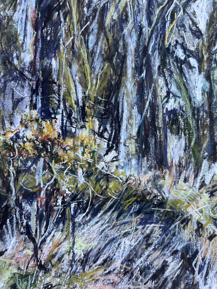 Primavera, Dartmoor.