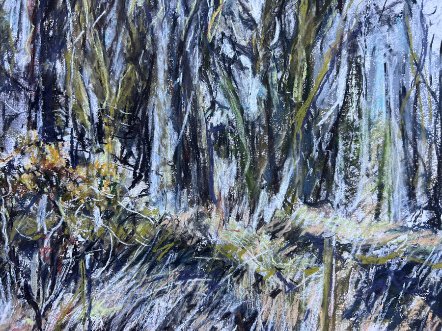 Primavera, Dartmoor.
