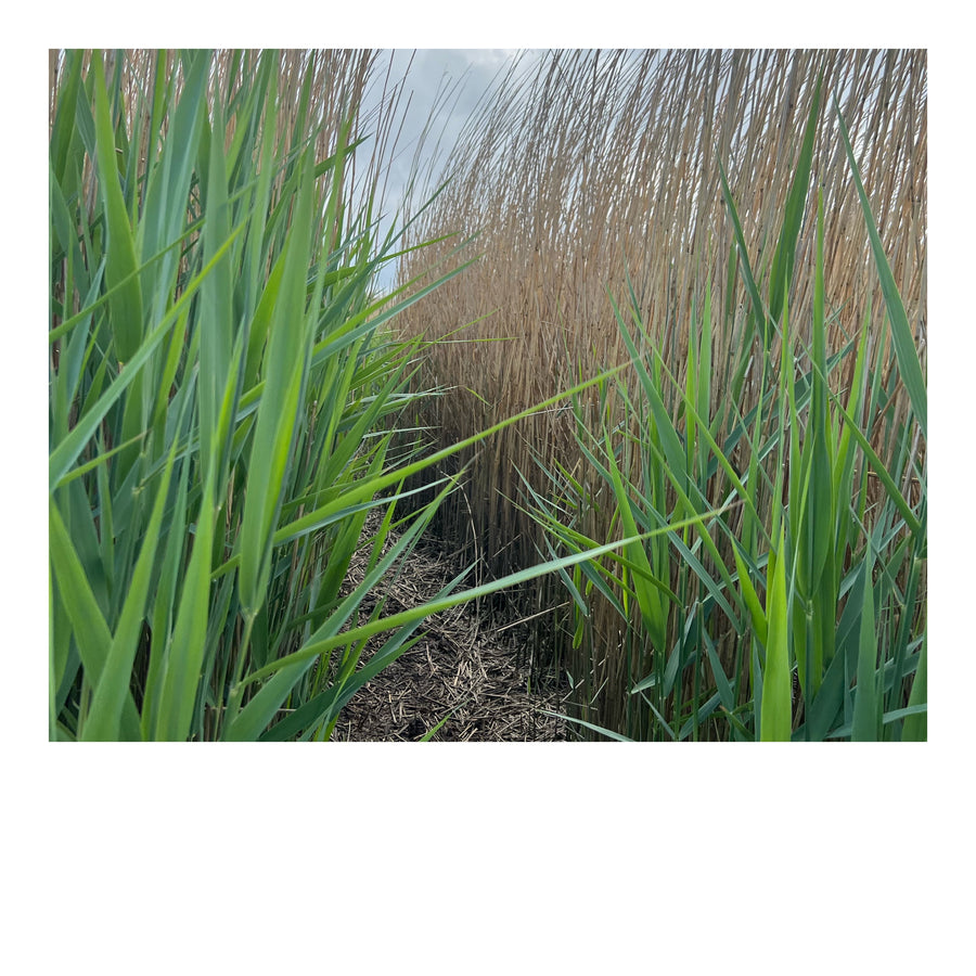 A Path Way