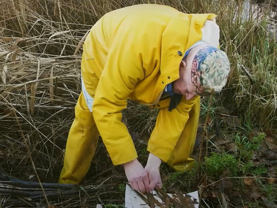 A Saltmarsh Collaboration