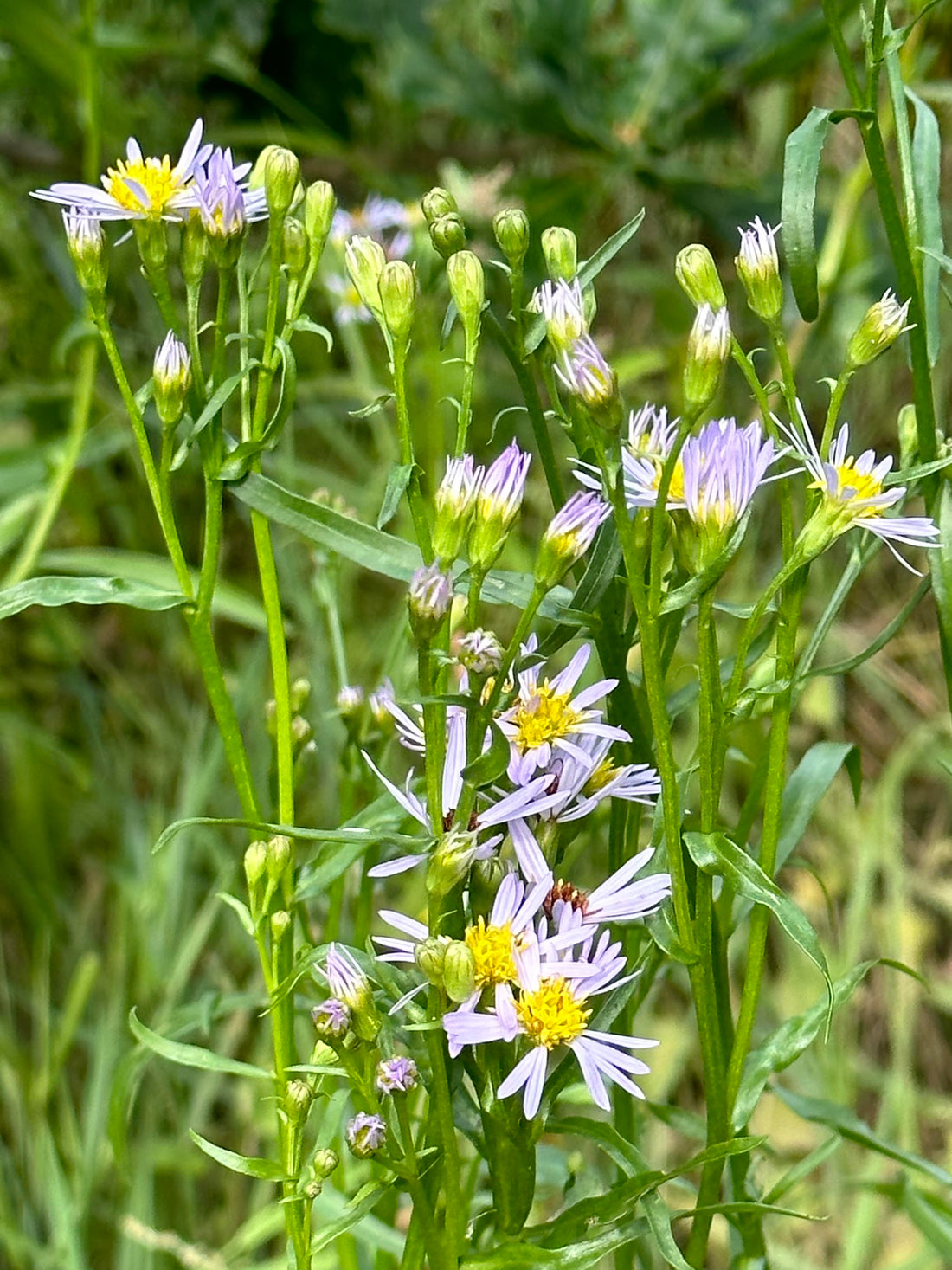 A Saltmarsh Collaboration