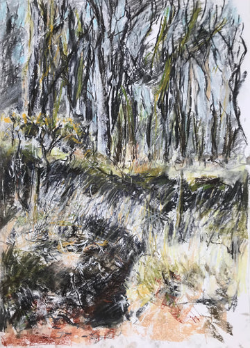 “Early Spring in the woods”, Dartmoor.