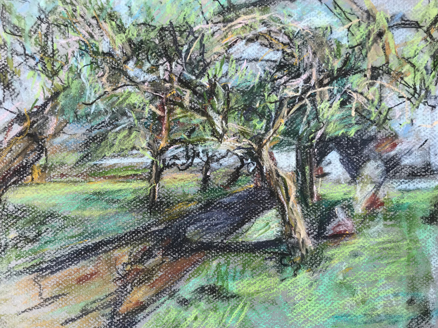 “Medlars in Spring” St. Mary’s Totnes.