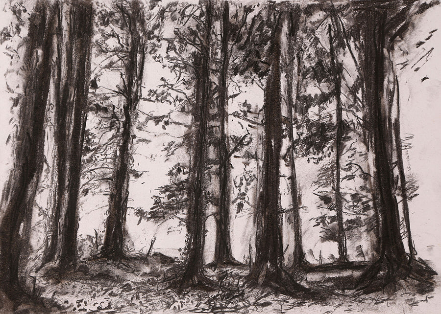 “Eleven Trees”, Dartington Estate. | Ivan Grieve artist | Originals, Prints & Limited Edition Art